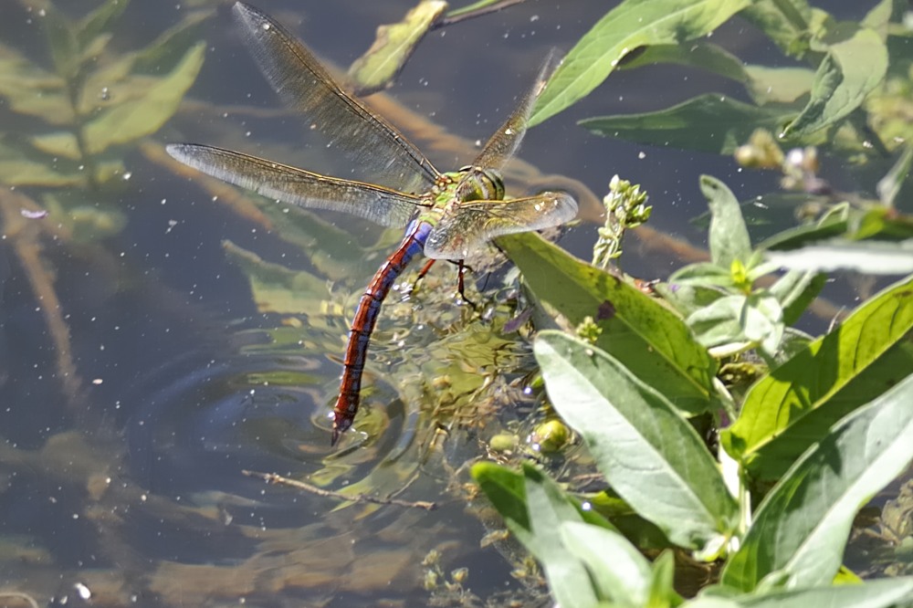 Anax imperator